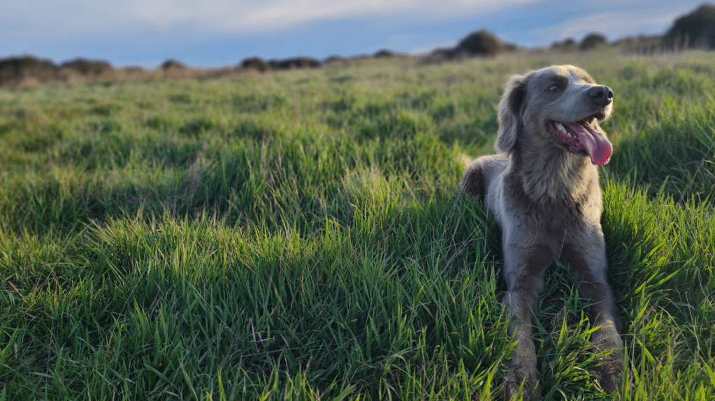Long-haired Weimaraner lying in the grass