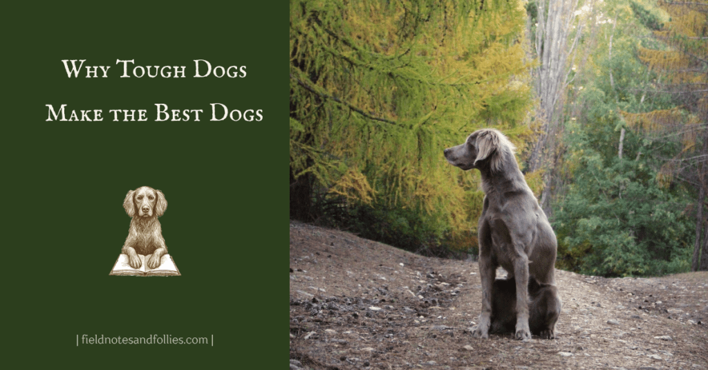 Long-haired Weimaraner sitting on a forest path