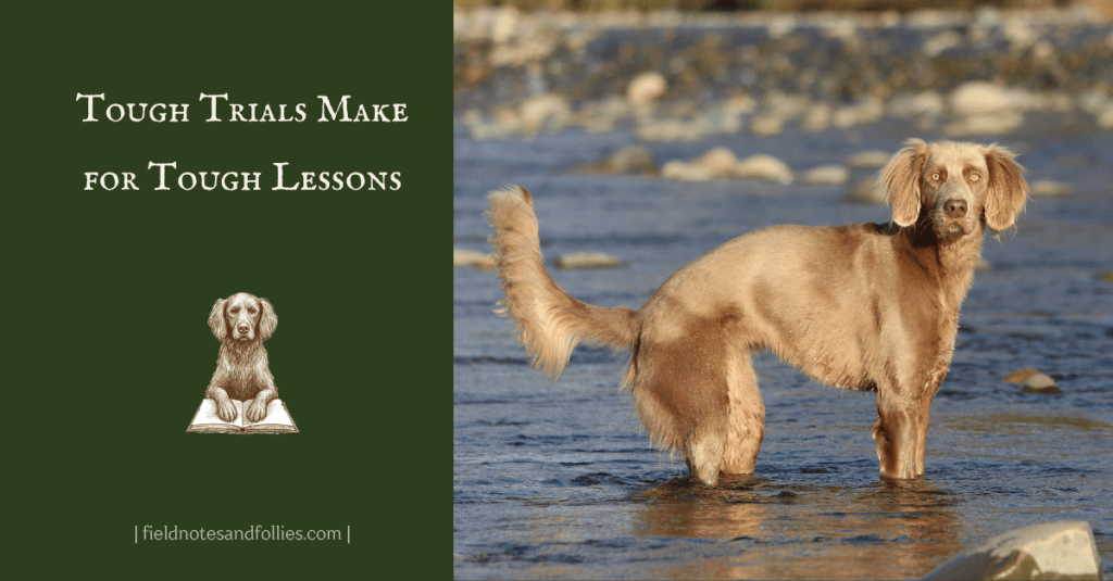 Long-haired Weimaraner standing in a river