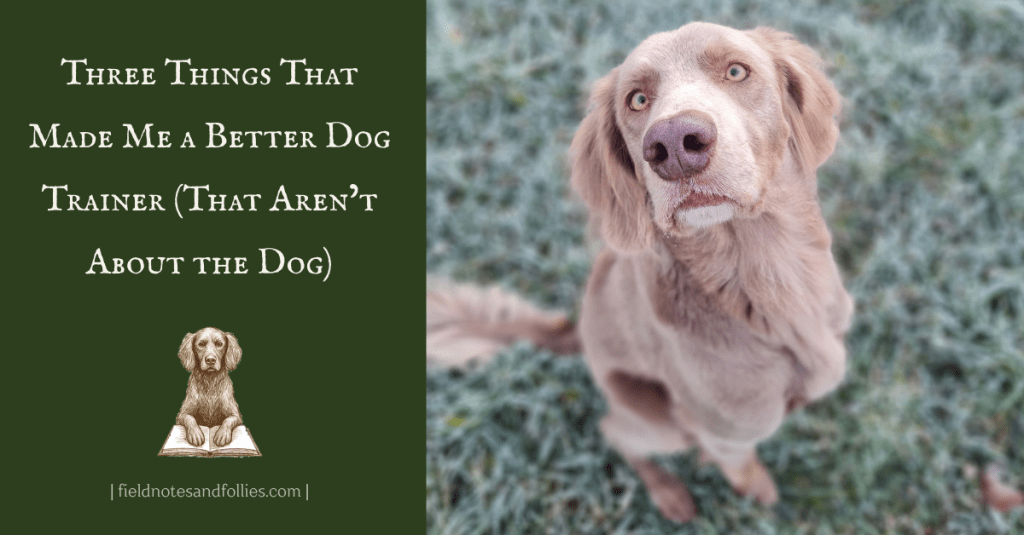 Dog sitting on frosty grass