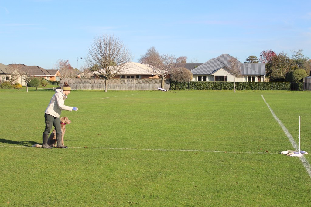 Handler lining dog to a pile of bumpers.