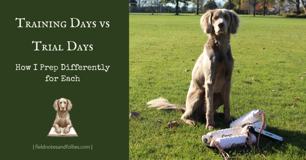 Long haired weimaraner sitting next to a pile of gundog training dummies
